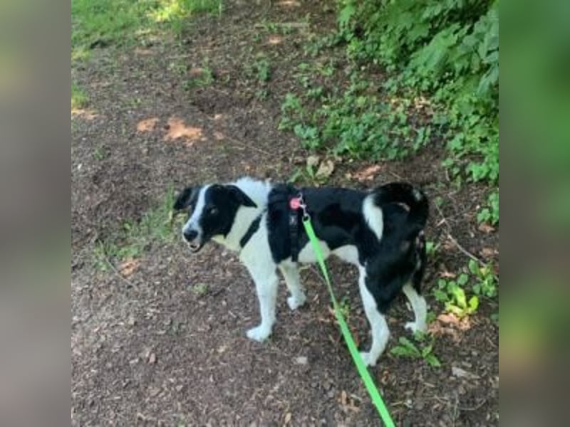 Oreo - im Tiefflug auf Familiencouch?