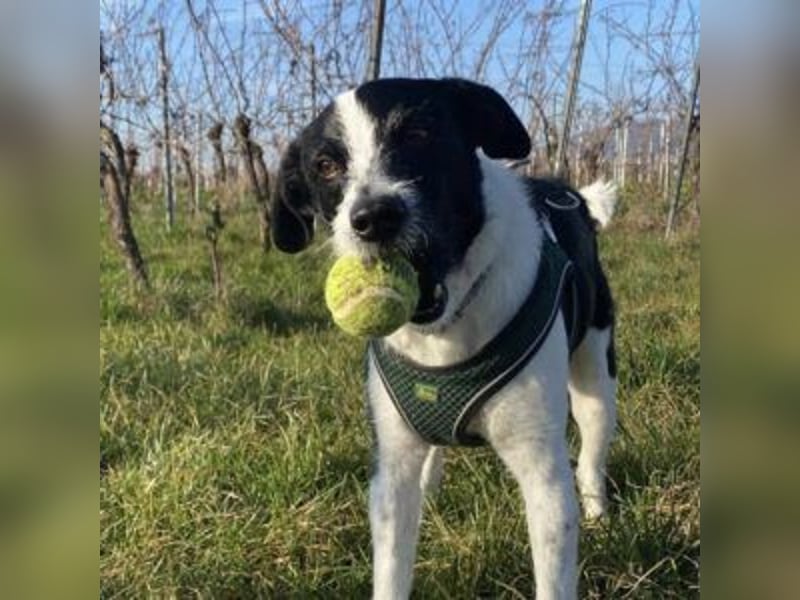Oreo - im Tiefflug auf Familiencouch?