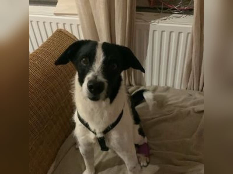 Oreo - im Tiefflug auf Familiencouch?