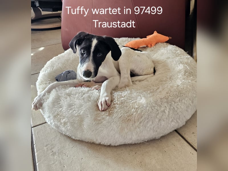 Tuffy wartet in 97499 Traustadt
