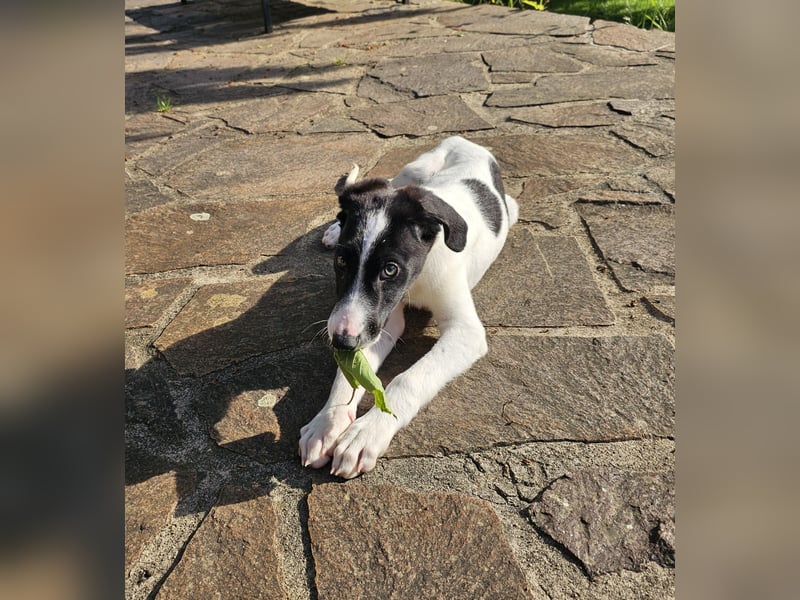 Tuffy wartet in 97499 Traustadt