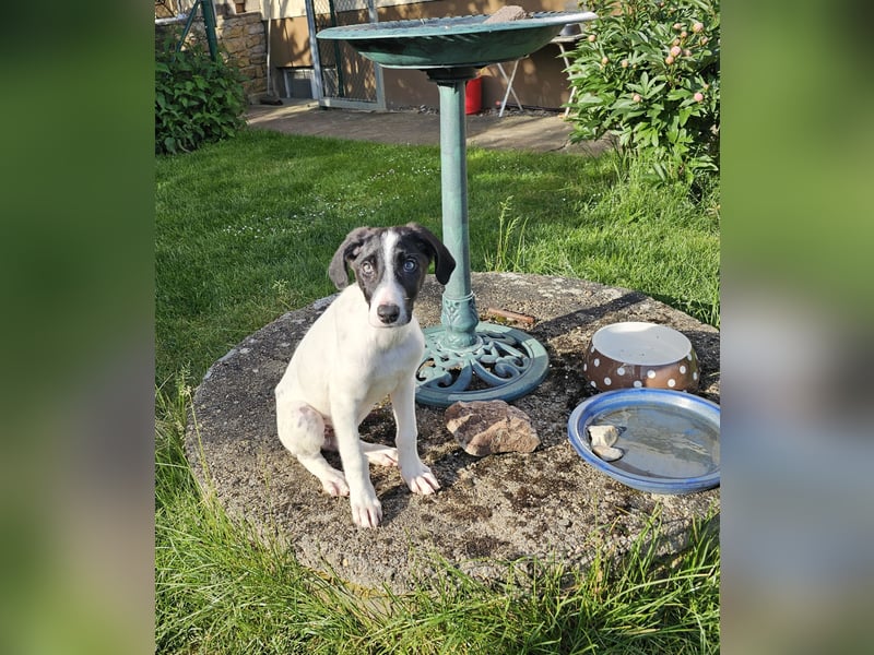 Tuffy wartet in 97499 Traustadt
