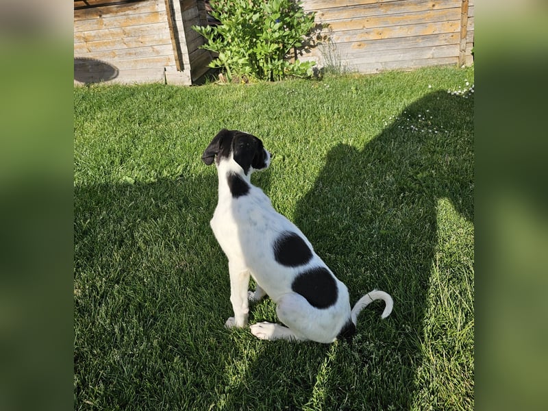 Tuffy wartet in 97499 Traustadt