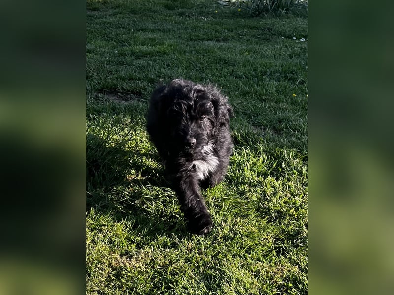 Mini Aussiedoodle, Familienhunde, Miniature Australian Shepherd x Zwergpudel