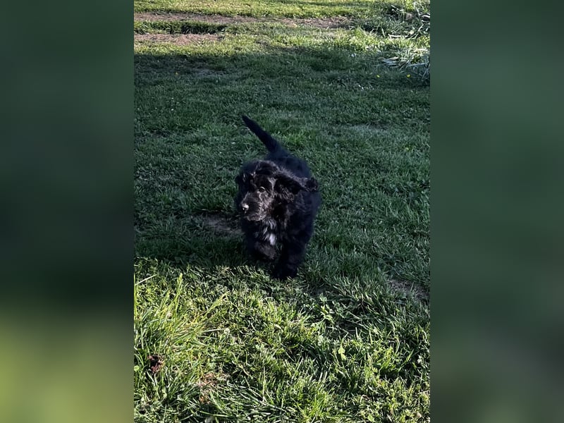 Mini Aussiedoodle, Familienhunde, Miniature Australian Shepherd x Zwergpudel