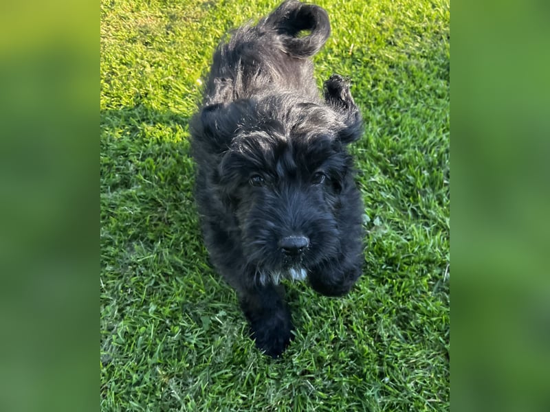 Mini Aussiedoodle, Familienhunde, Miniature Australian Shepherd x Zwergpudel
