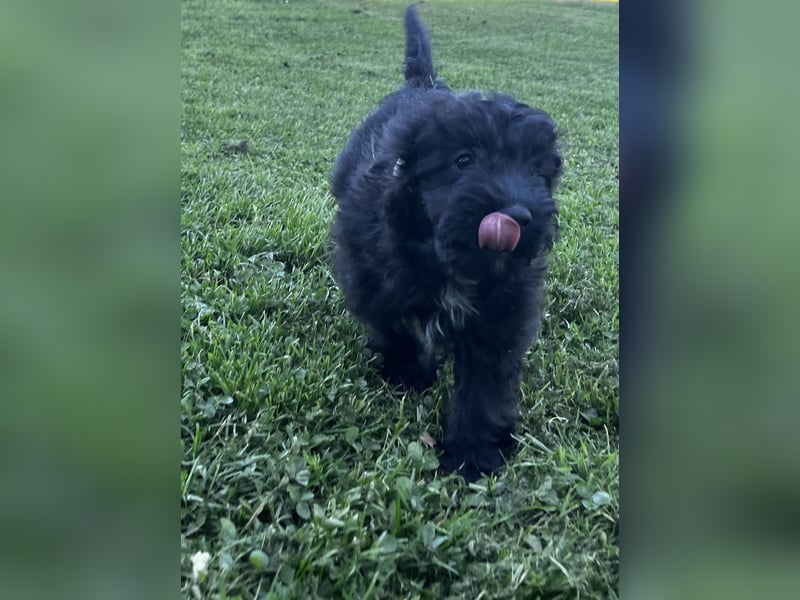 Mini Aussiedoodle, Familienhunde, Miniature Australian Shepherd x Zwergpudel