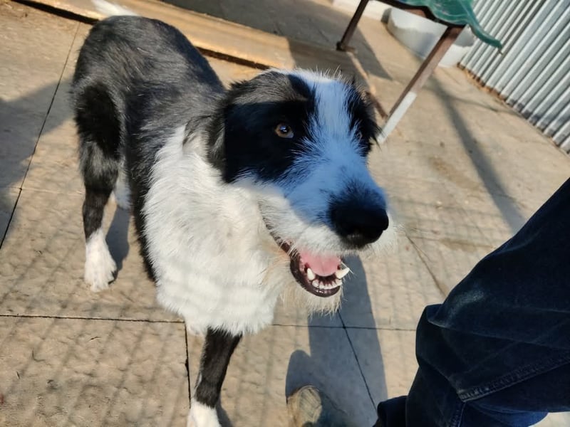 Sammy