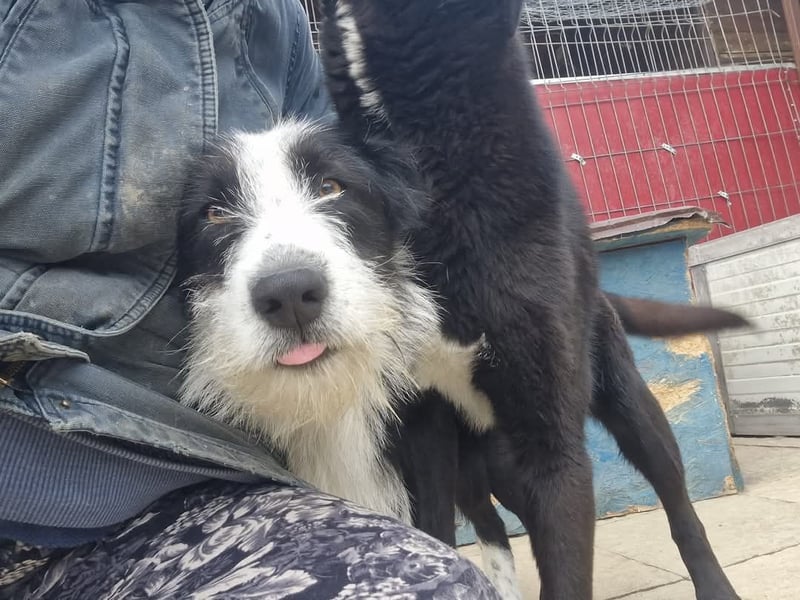 Sammy