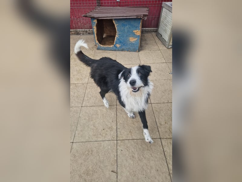 Sammy