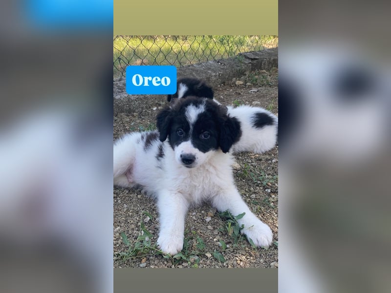 Oreo sucht seine Familie