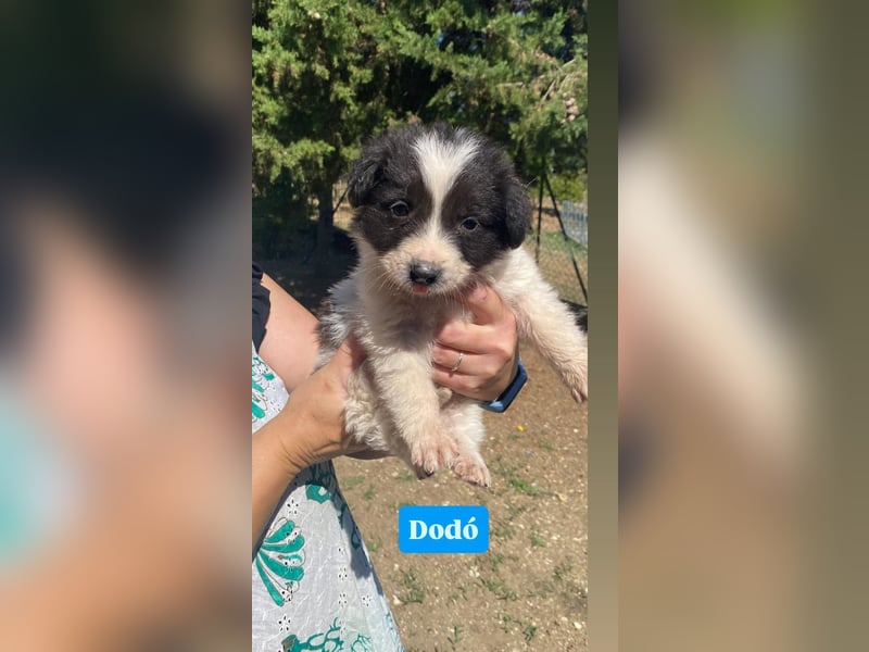 Dodo sucht sein Glück
