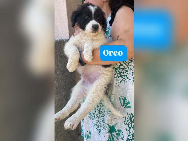 Oreo sucht seine Familie