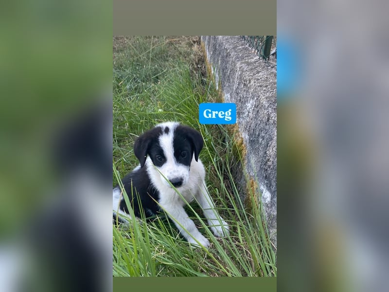 Greg sucht seine Menschen