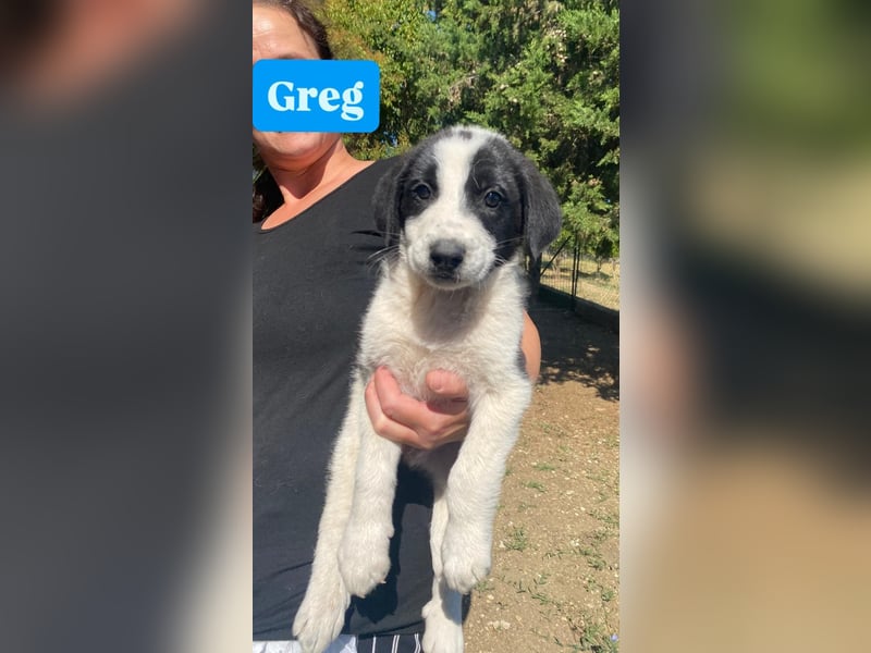 Greg sucht seine Menschen
