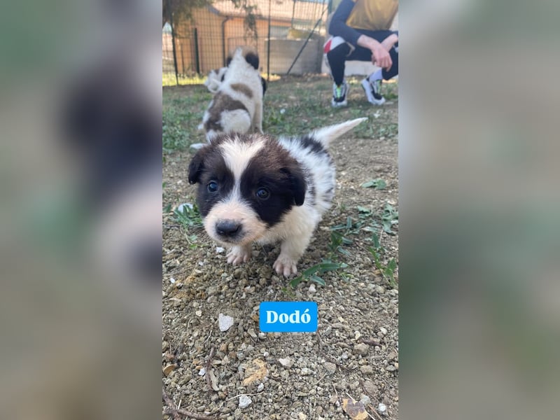 Dodo sucht sein Glück