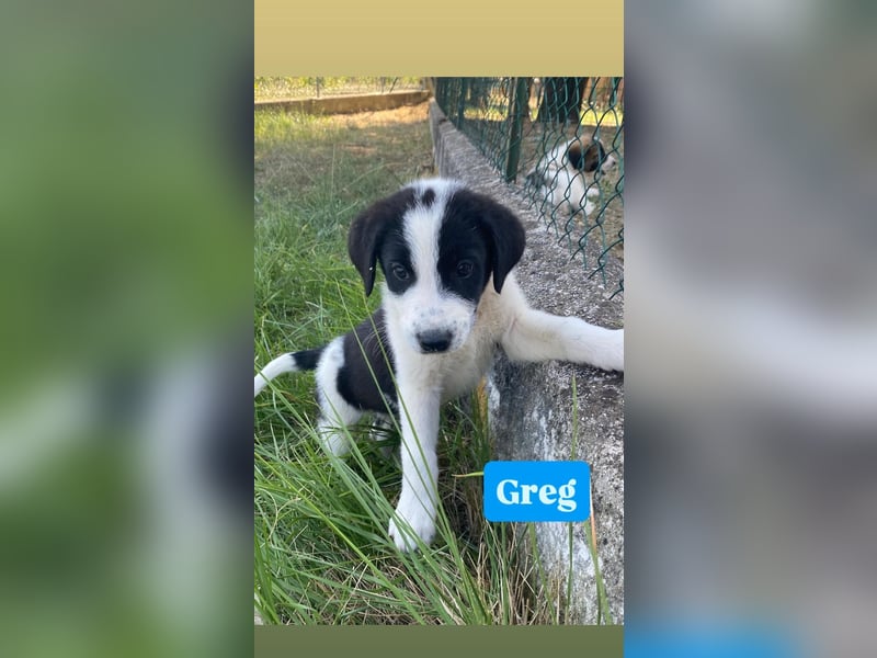 Greg sucht seine Menschen