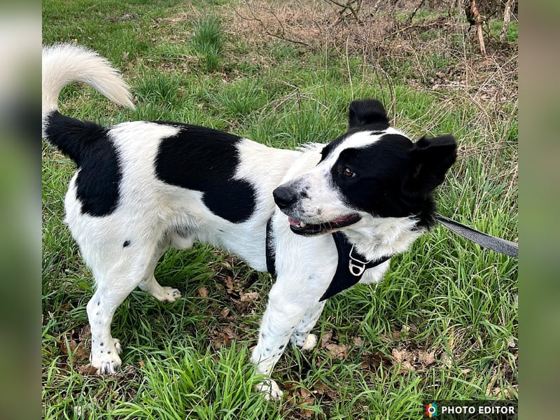 Frodo, pure Freude in schwarzweiß, PS in 86701 Rohrenfels