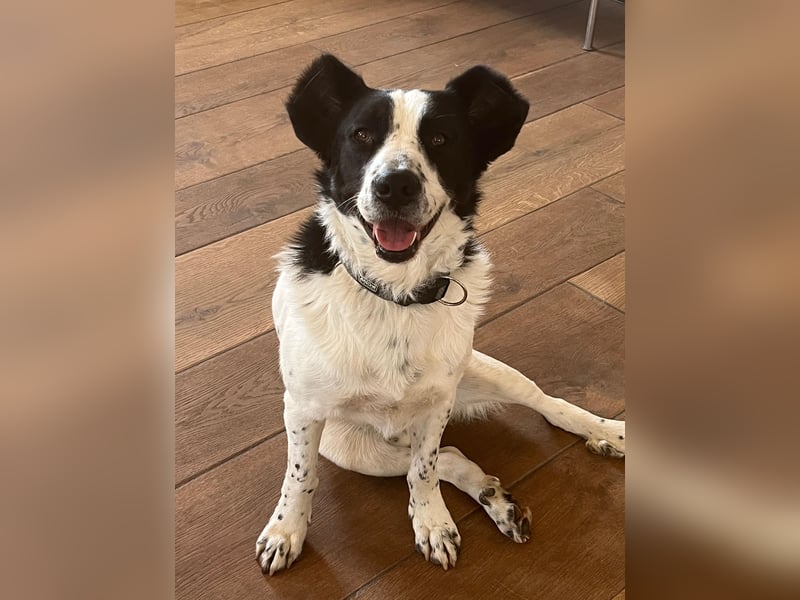 Frodo, schwarz-weißer Gute-Laune-Hund, PS in 86701 Rohrenfels