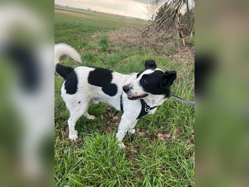 Frodo, schwarz-weißer Gute-Laune-Hund, PS in 86701 Rohrenfels