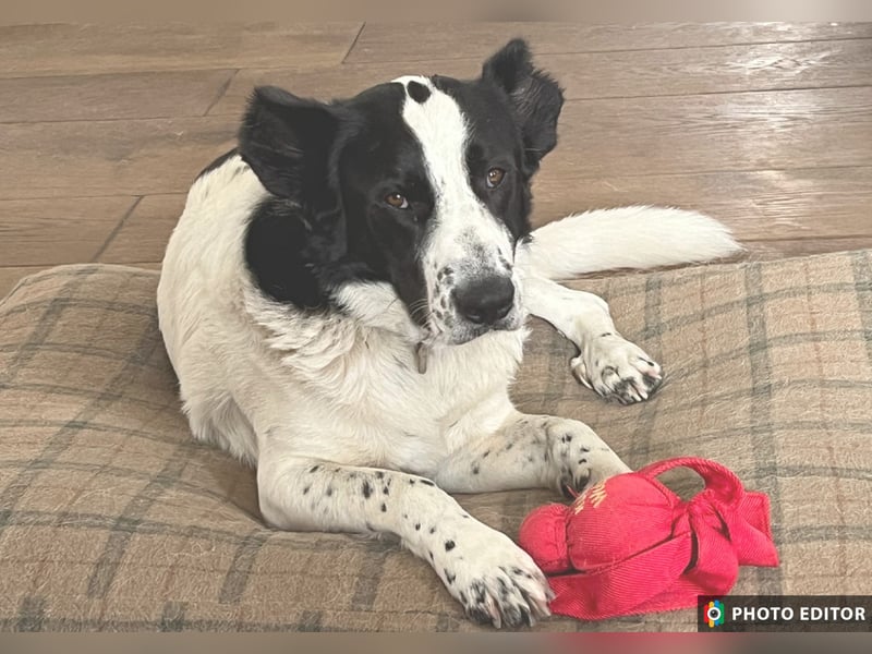 Frodo, ein Teddybär sucht seine Familie, PS in 86701 Rohrenfels