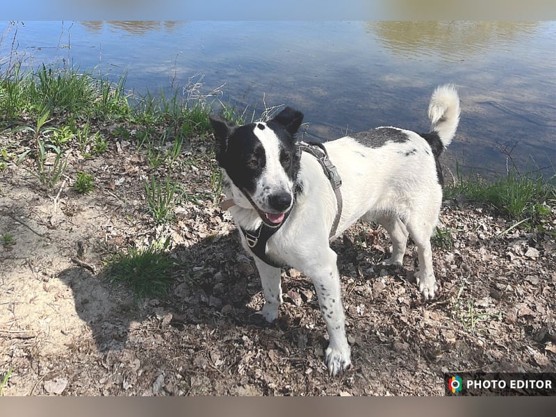 Frodo, gute Laune ist garantiert, PS in 86701 Rohrenfels