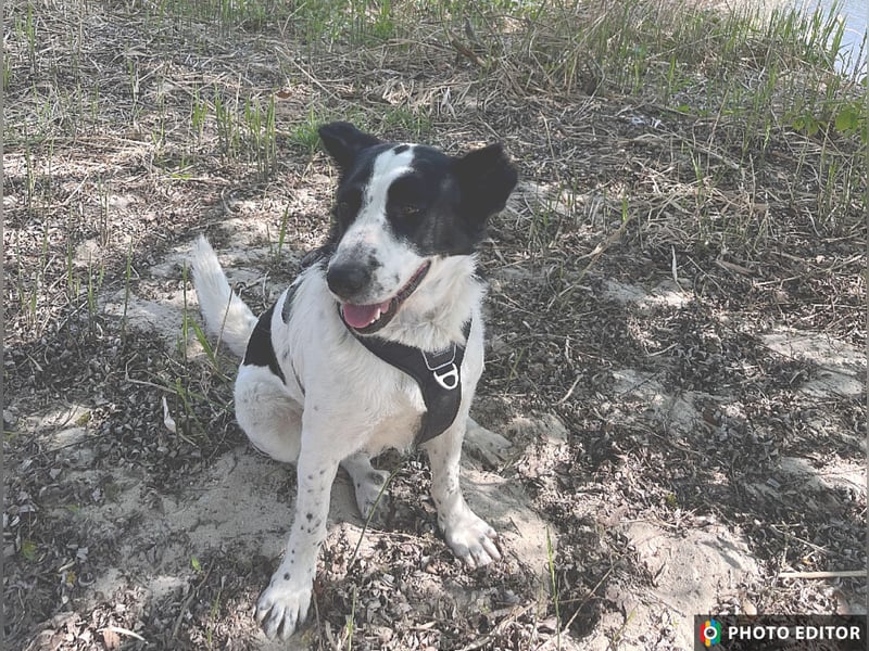 Frodo, pure Freude in schwarzweiß, PS in 86701 Rohrenfels