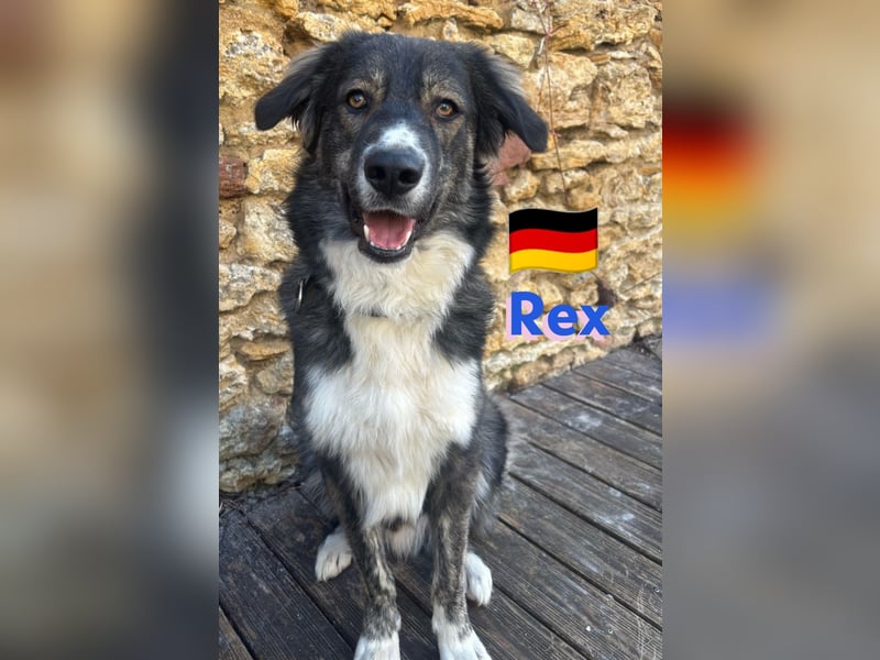 !!!NOTFALL!!!!Rex,geb.03/24,charakterstarker Herdi-Mix sucht seine Familie,bereits in 67259 auf PS