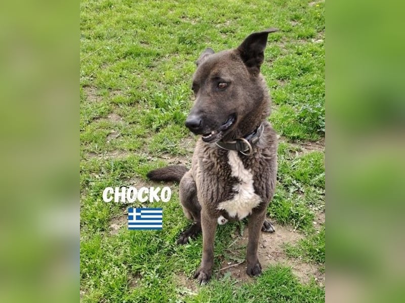 Chocko,geb.01/22,ruhiger,freundlicher Mischlingsbub sucht seine Menschen
