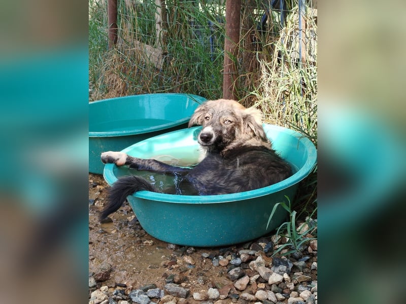 !!!NOTFALL!!!!Rex,geb.03/24,charakterstarker Herdi-Mix sucht seine Familie,bereits in 67259 auf PS