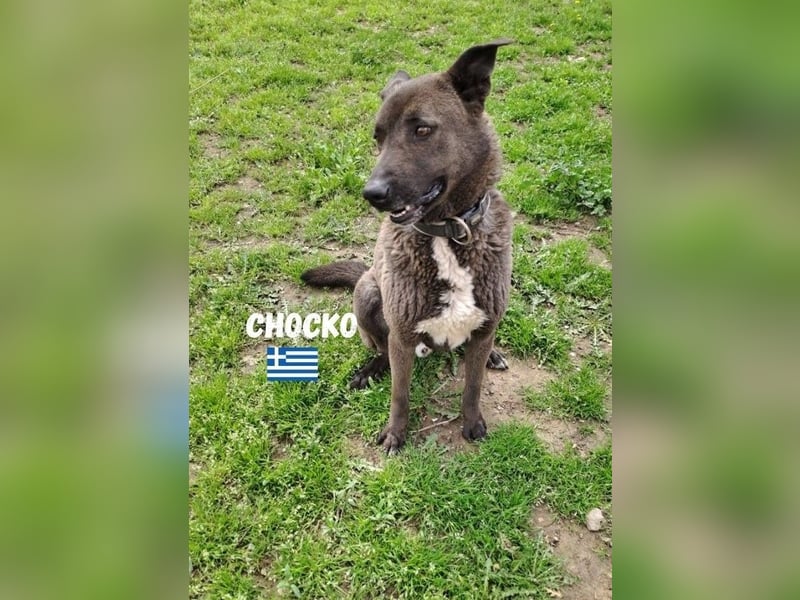 Chocko,geb.01/22,ruhiger,freundlicher Mischlingsbub sucht seine Menschen