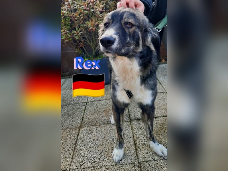 !!!NOTFALL!!!!Rex,geb.03/24,charakterstarker Herdi-Mix sucht seine Familie,bereits in 67259 auf PS