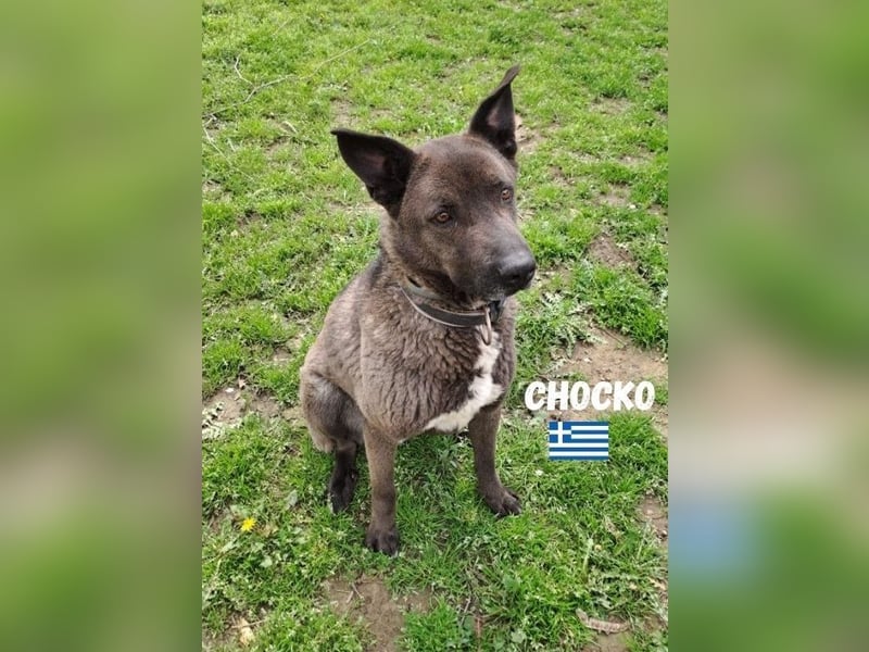 Chocko,geb.01/22,ruhiger,freundlicher Mischlingsbub sucht seine Menschen