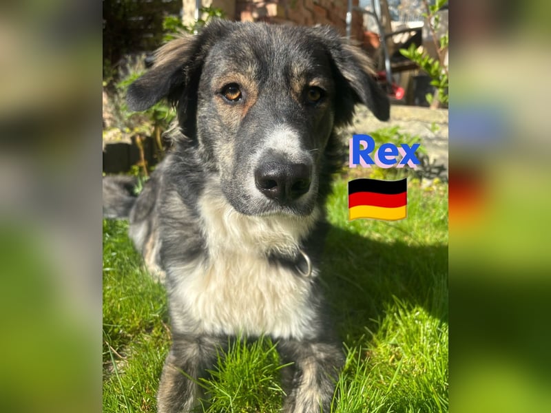 !!!NOTFALL!!!!Rex,geb.03/24,charakterstarker Herdi-Mix sucht seine Familie,bereits in 67259 auf PS