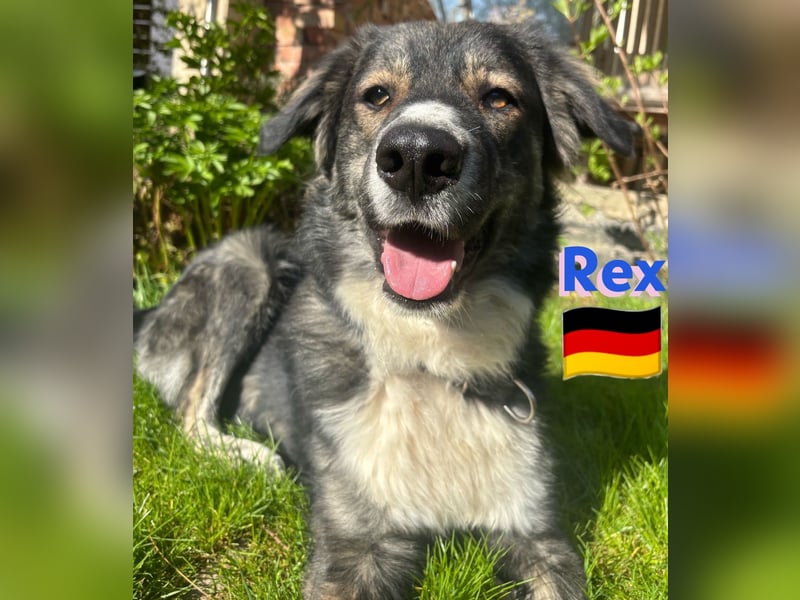 !!!NOTFALL!!!!Rex,geb.03/24,charakterstarker Herdi-Mix sucht seine Familie,bereits in 67259 auf PS