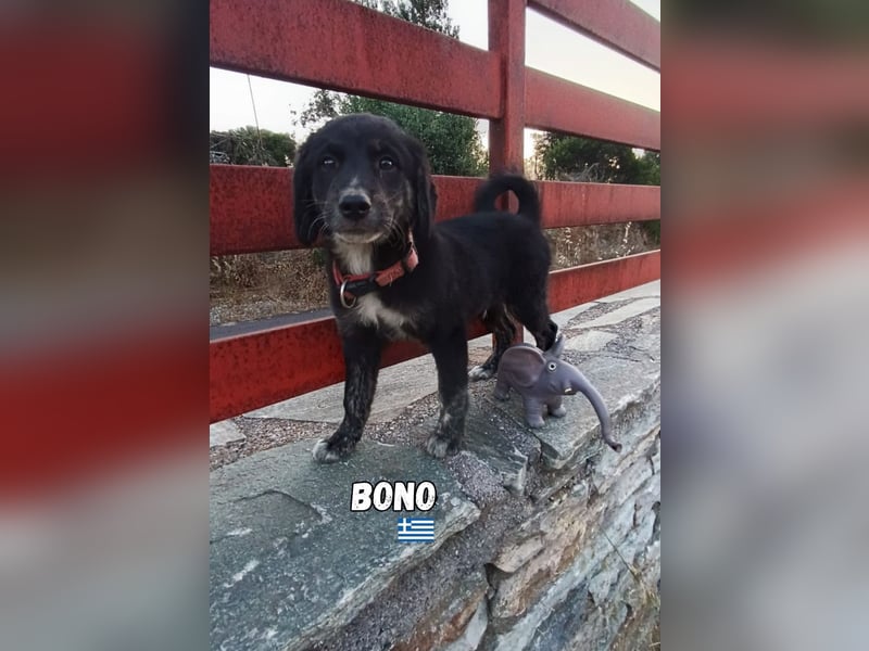 Bono,geb.03/25,freundlicher Mischlingsrüde sucht seine Familie