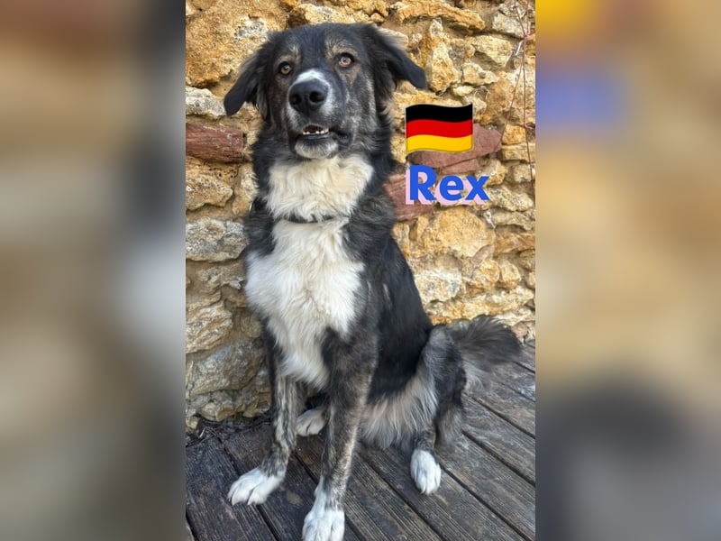 !!!NOTFALL!!!!Rex,geb.03/24,charakterstarker Herdi-Mix sucht seine Familie,bereits in 67259 auf PS