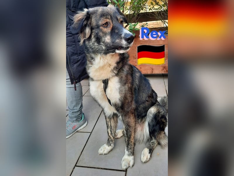 !!!NOTFALL!!!!Rex,geb.03/24,charakterstarker Herdi-Mix sucht seine Familie,bereits in 67259 auf PS