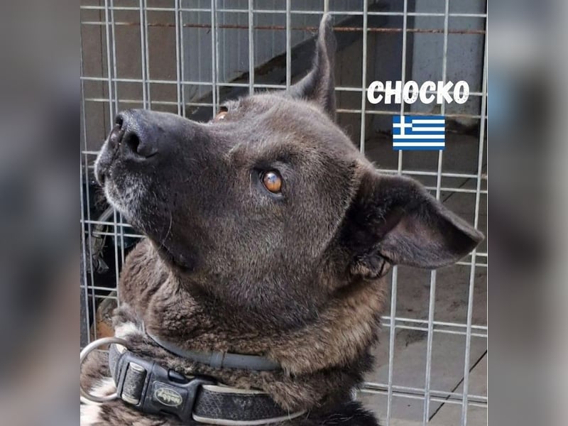 Chocko,geb.01/22,ruhiger,freundlicher Mischlingsbub sucht seine Menschen
