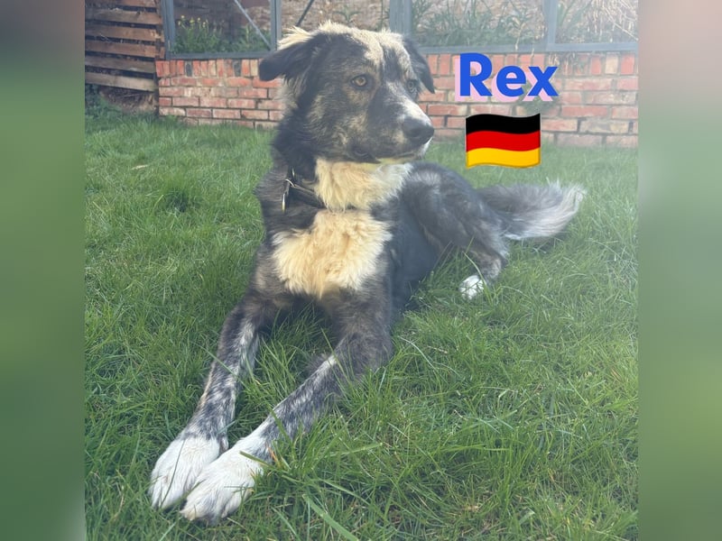 !!!NOTFALL!!!!Rex,geb.03/24,charakterstarker Herdi-Mix sucht seine Familie,bereits in 67259 auf PS