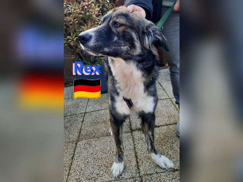 !!!NOTFALL!!!!Rex,geb.03/24,charakterstarker Herdi-Mix sucht seine Familie,bereits in 67259 auf PS