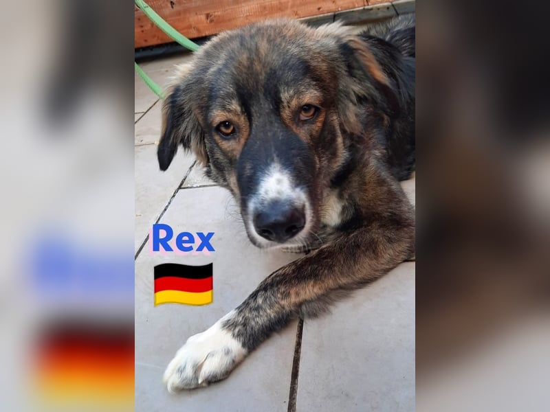!!!NOTFALL!!!!Rex,geb.03/24,charakterstarker Herdi-Mix sucht seine Familie,bereits in 67259 auf PS