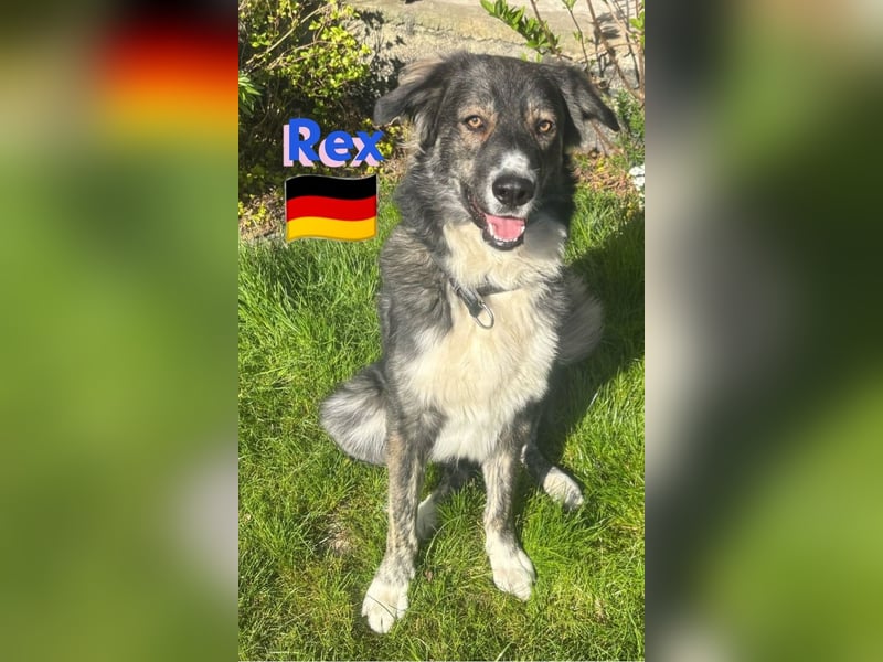!!!NOTFALL!!!!Rex,geb.03/24,charakterstarker Herdi-Mix sucht seine Familie,bereits in 67259 auf PS