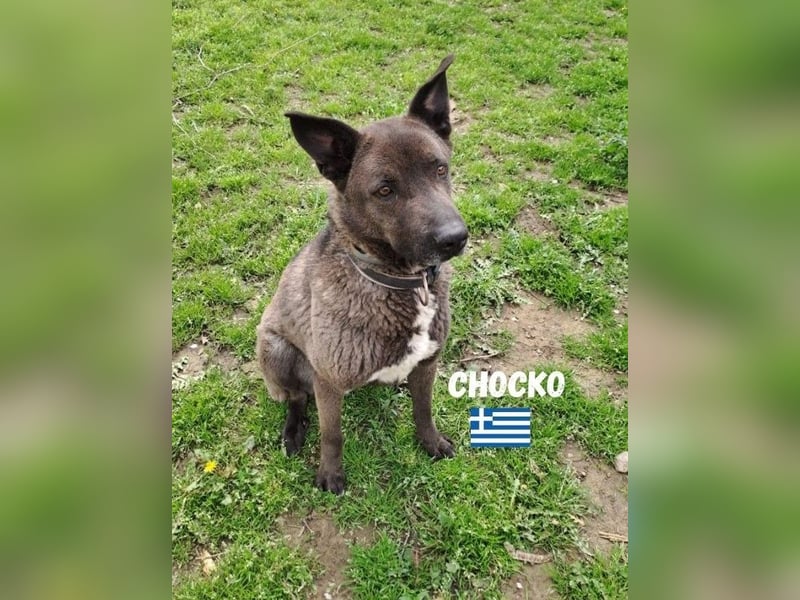 Chocko,geb.01/22,ruhiger,freundlicher Mischlingsbub sucht seine Menschen