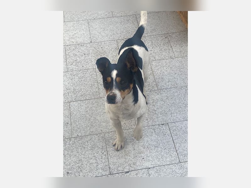 Mickey(TO) lebhaft und freundlich