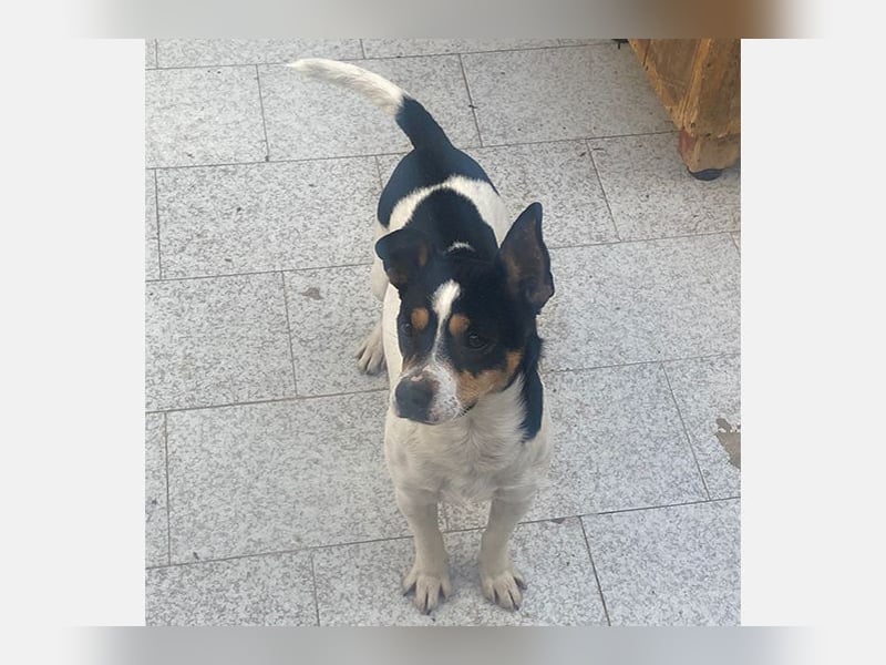 Mickey(TO) lebhaft und freundlich