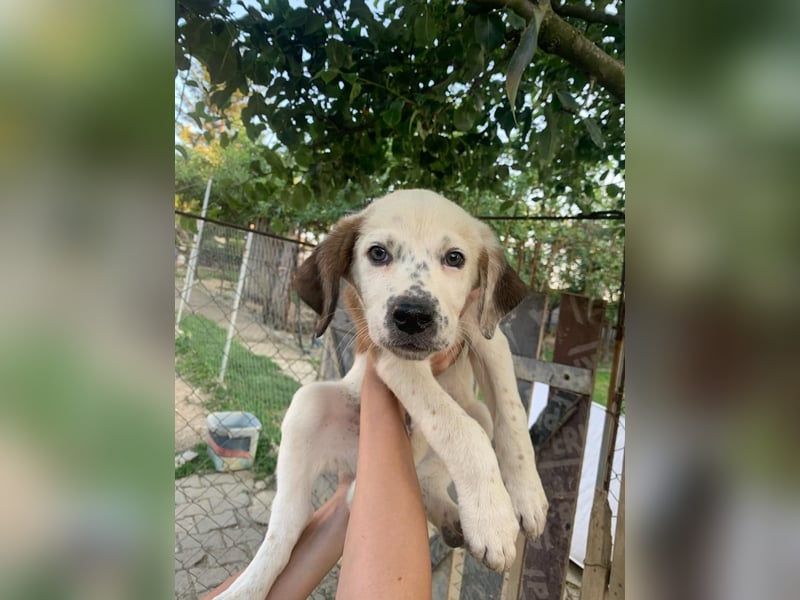 Percy sucht ein neues zu Hause