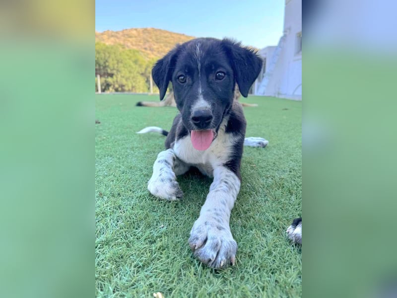 jacko sucht ein zu hause
