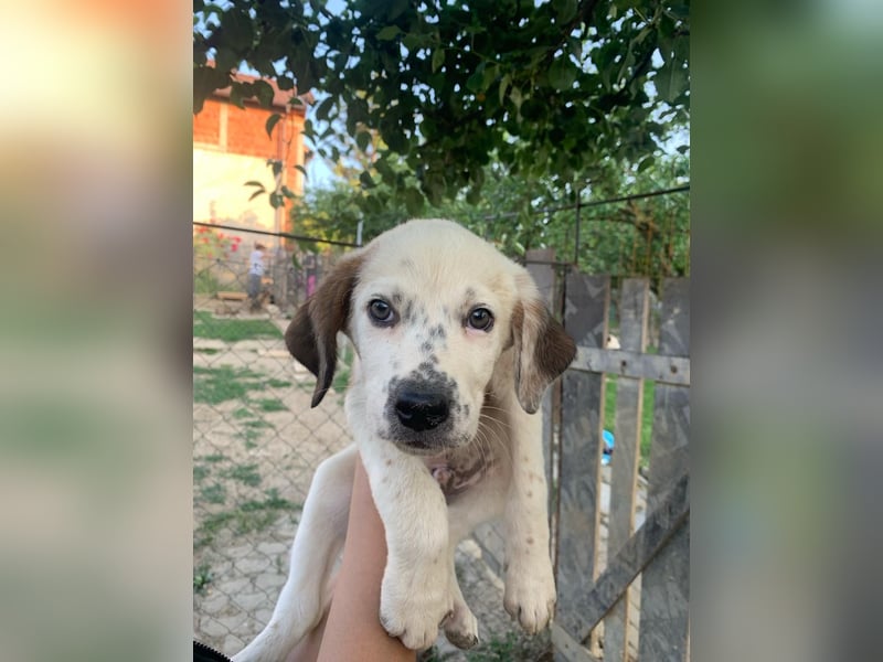 Percy sucht ein neues zu Hause
