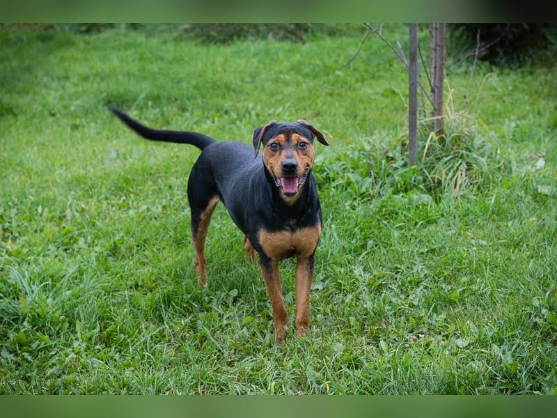 Chico – Sucht aktive Menschen!